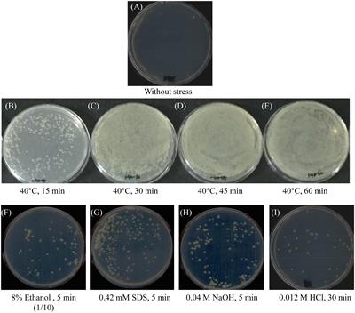 First insight into how stress exposure triggers Vibrio harveyi recipient successful conjugation